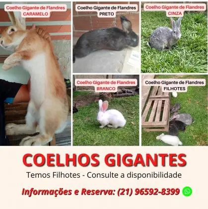 Coelho Gigante de Flandres