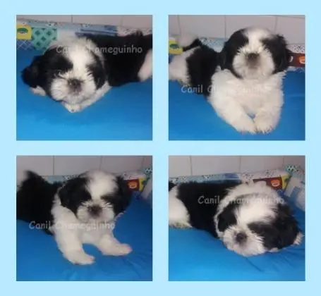 Shih Tzu Machinhos