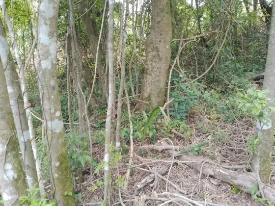 TERRENO DE 2000 METROS QUADRADOS EM NOVA HARTZ