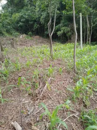 TERRENO DE 2000 METROS QUADRADOS EM NOVA HARTZ