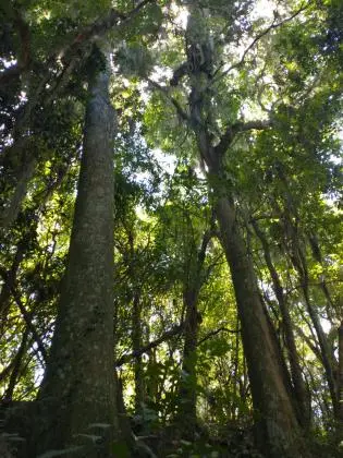 TERRENO DE 9000M2  NO MORRO CEROULA - IGREJINHA - RS
