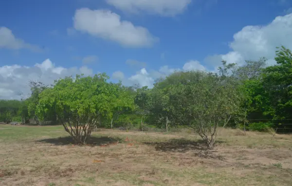 Terreno em Pontal de Maceió à venda