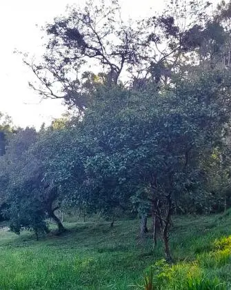 VENDA DE 1 HECTARE EM TAQUARA