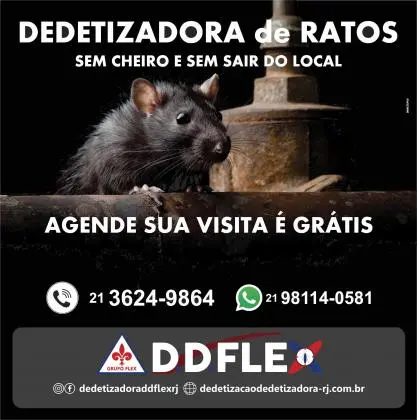 Dedetização de ratos realizada por profissionais