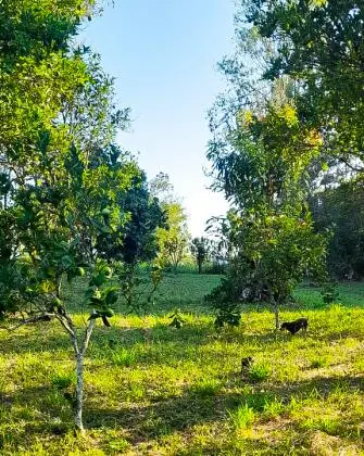VENDA DE 1 HECTARE EM TAQUARA