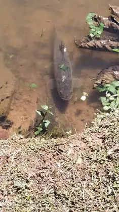 Ótima Chácara em colônia Rio Bonito Guaratuba - Paraná