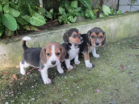BEAGLE LINDOS FILHOTES DE ALTA QUALIDADE