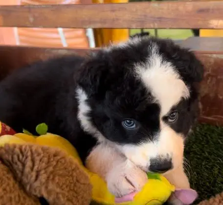 BORDER COLLIE LINDOS FILHOTES COM PEDIGREE