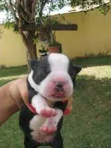 BOSTON TERRIER LINDOS FILHOTES EXCELENTE LINHAGEM