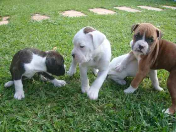 BOXER	LINDOS FILHOTES