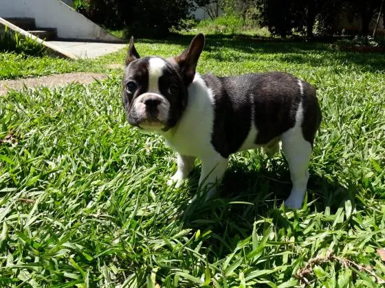 BULLDOG FRANCÊS LINDOS FILHOTES