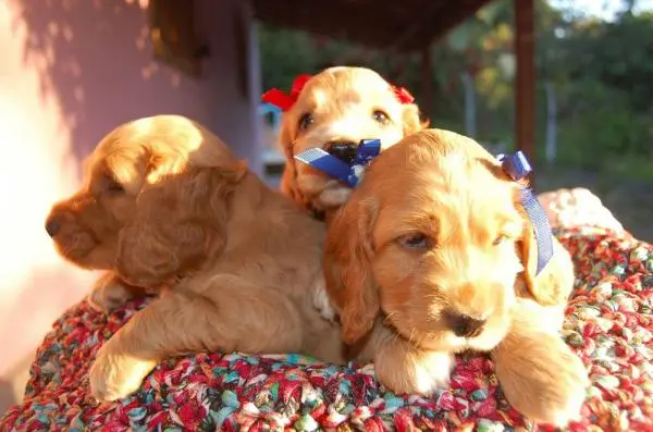 COCKER SPANIEL INGLÊS LINDOS FILHOTES