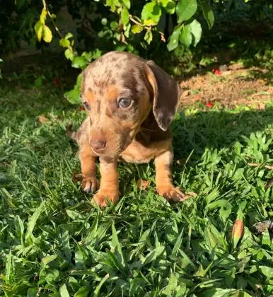 DACHSHUND ANÃO CURTO LINDOS FILHOTES