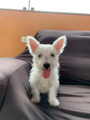 WEST TERRIER LINDOS FILHOTES