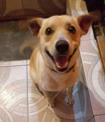 Doação de Cachorrinho dócil e alegre