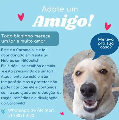 Doação de Cachorrinho dócil e alegre