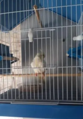 Vendo calopsita 4 meses sem sexagem com gaiola nova de primeiro uso