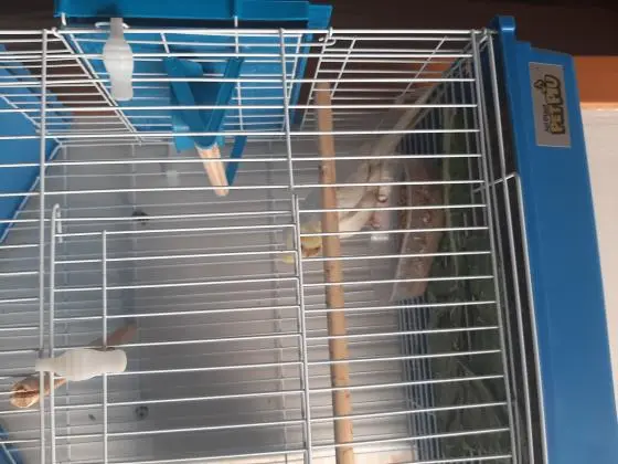 Vendo calopsita 4 meses sem sexagem com gaiola nova de primeiro uso