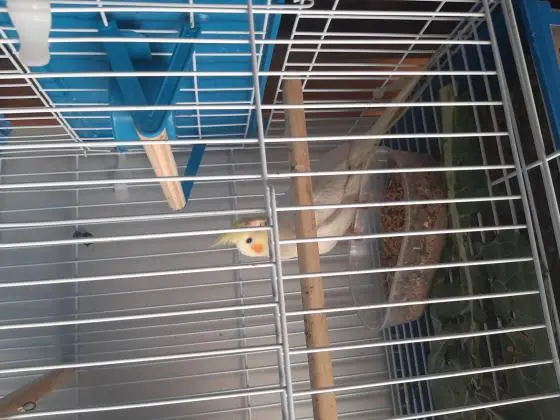 Vendo calopsita 4 meses sem sexagem com gaiola nova de primeiro uso
