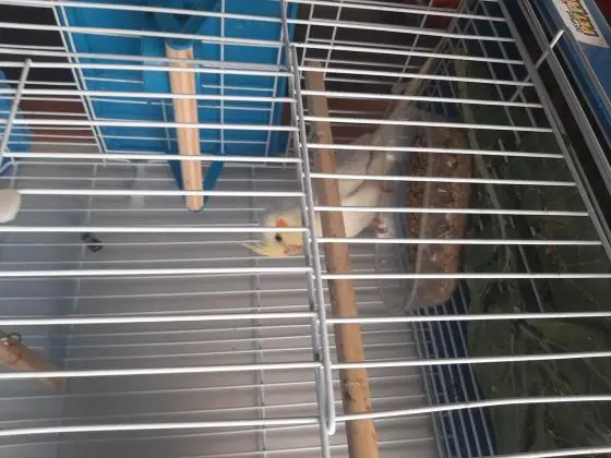 Vendo calopsita 4 meses sem sexagem com gaiola nova de primeiro uso