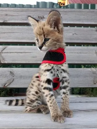 Gatinhos Savannah serval e caracal com 4 semanas.