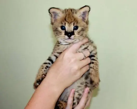 Gatinhos Savannah serval e caracal com 4 semanas.