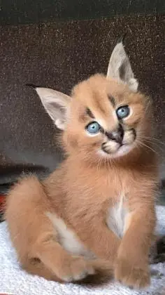 Gatinhos Savannah serval e caracal com 4 semanas.