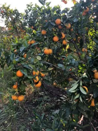 Vendo chácara em São Miguel arcanjo sp