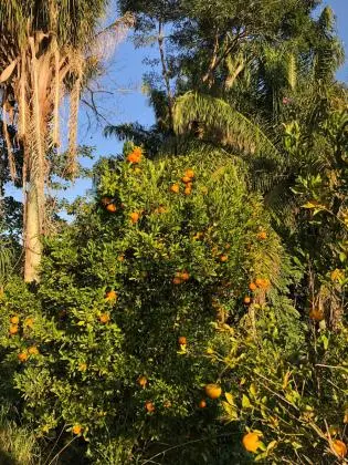 Vendo chácara em São Miguel arcanjo sp