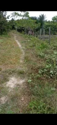 Fazenda com uma área de 100 alqueires