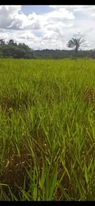 Fazenda com uma área de 100 alqueires