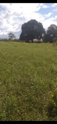 Fazenda com uma área de 100 alqueires