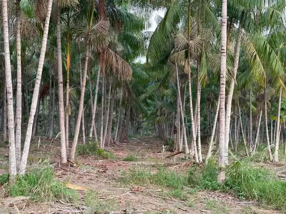 Localização no estado do Pará município de Tomé-açú cidade quatros bocas, a 30 km de quatros  bocas