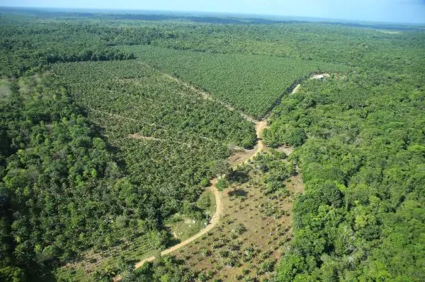 Localização no estado do Pará município de Tomé-açú cidade quatros bocas, a 30 km de quatros  bocas