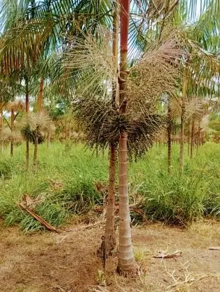 VENDO PROPRIEDADE RURAl