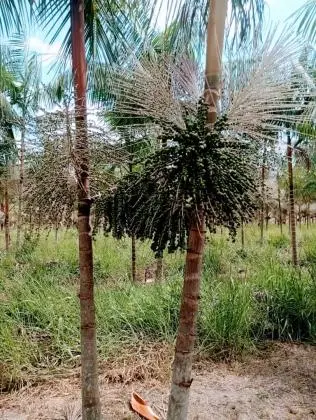 VENDO PROPRIEDADE RURAl