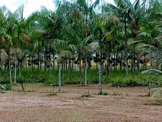 VENDO PROPRIEDADE RURAl