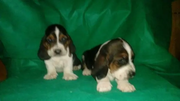 BASSET HOUND LINDOS FILHOTES