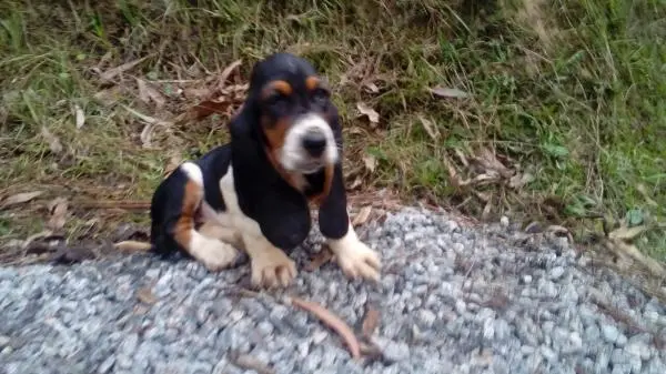BASSET HOUND LINDOS FILHOTES