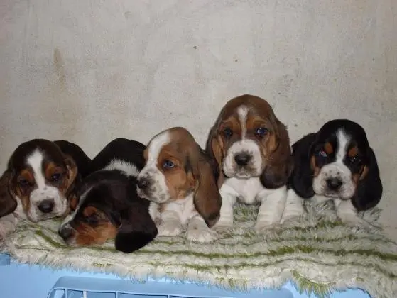 BASSET HOUND LINDOS FILHOTES