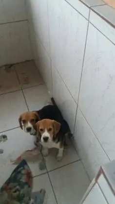 BEAGLE LINDOS FILHOTES