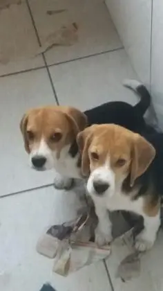 BEAGLE LINDOS FILHOTES