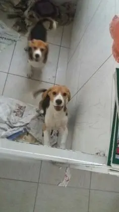 BEAGLE LINDOS FILHOTES