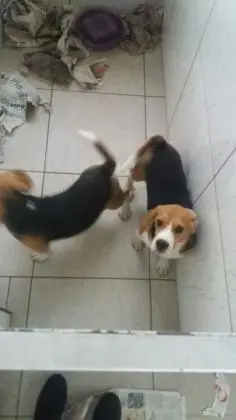 BEAGLE LINDOS FILHOTES