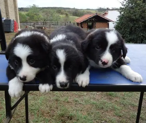 BORDER COLLIE LINDOS FILHOTES