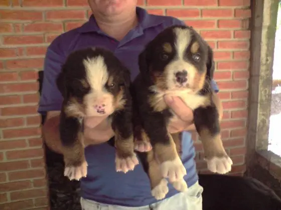 BORDER COLLIE LINDOS FILHOTES