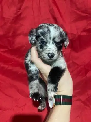 BORDER COLLIE LINDOS FILHOTES