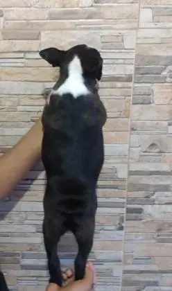 BOSTON TERRIERLINDOS FILHOTES
