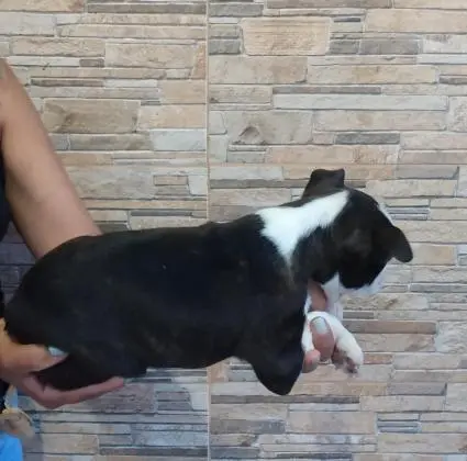 BOSTON TERRIERLINDOS FILHOTES
