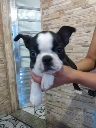BOSTON TERRIERLINDOS FILHOTES